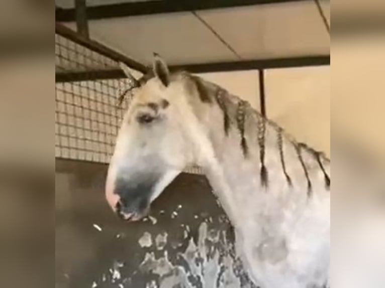 PRE Étalon 3 Ans 175 cm Gris in Navalvillar De Pela