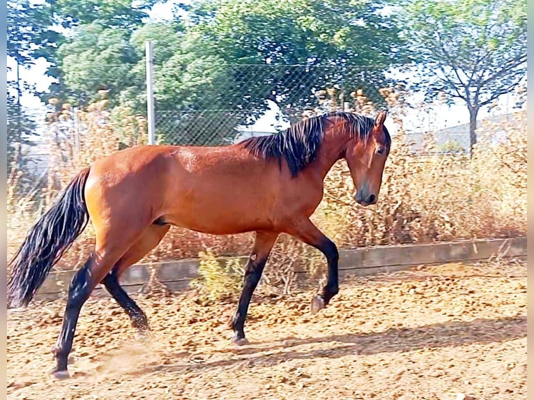 PRE Étalon 3 Ans Bai cerise in Ciudad Real