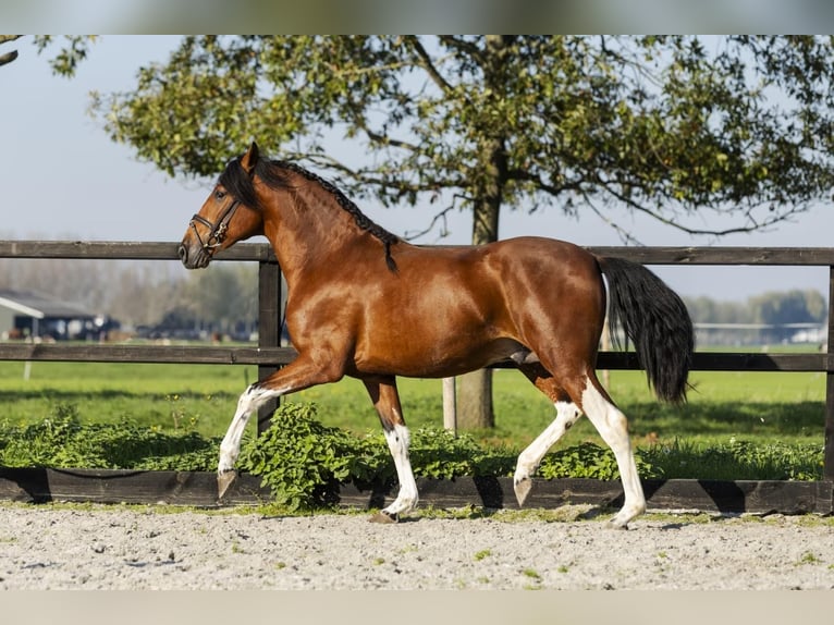 PRE Croisé Étalon 3 Ans Bai in Poeldijk