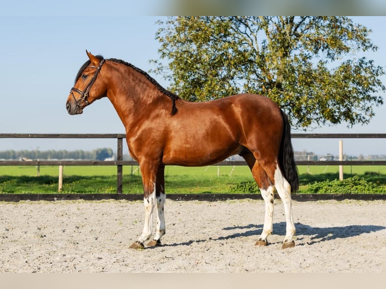 PRE Croisé Étalon 3 Ans Bai in Poeldijk