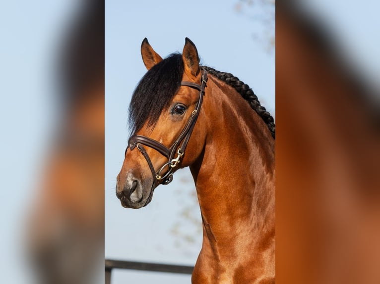 PRE Croisé Étalon 3 Ans Bai in Poeldijk