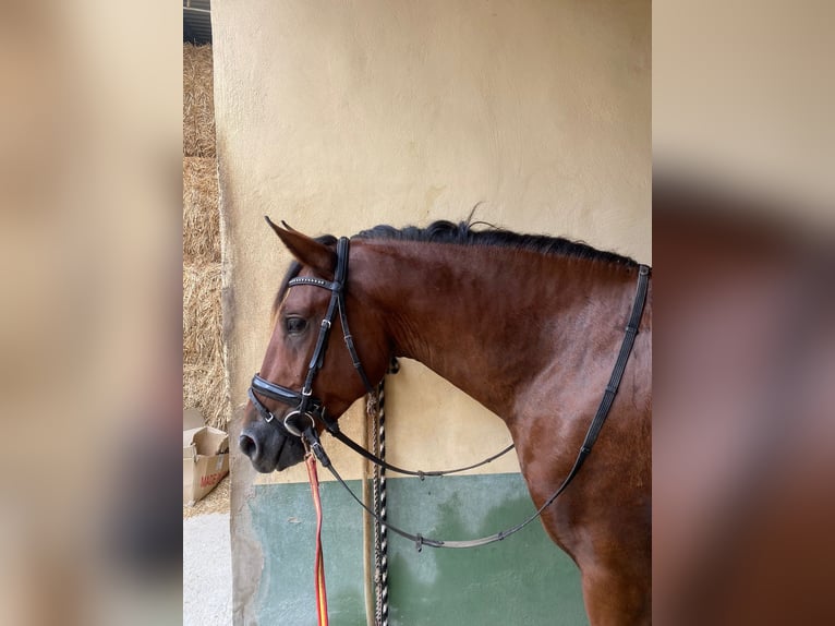 PRE Croisé Étalon 3 Ans Bai in Almafra (Zona)