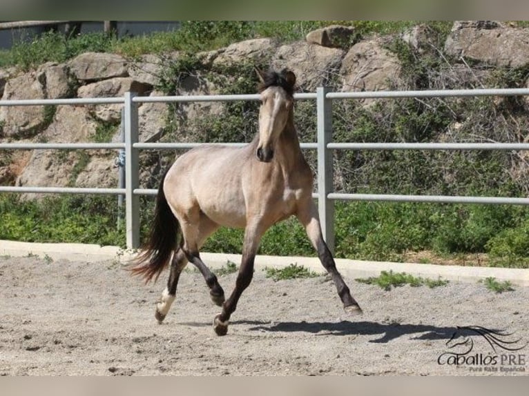 PRE Étalon 3 Ans Buckskin in Barcelona