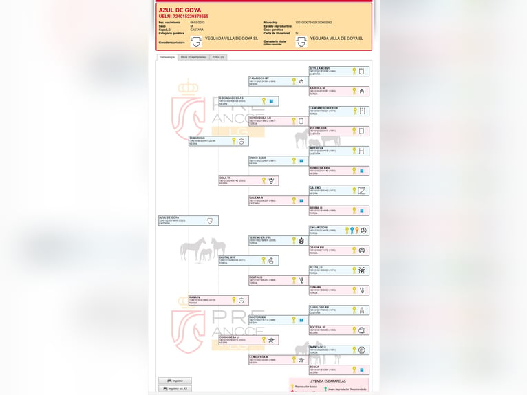 PRE Croisé Étalon 3 Ans in Fuendetodos