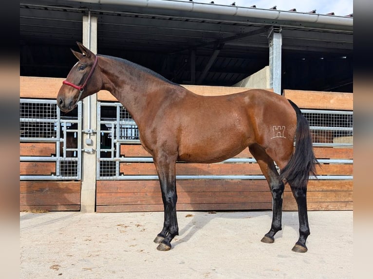 PRE Croisé Étalon 3 Ans in Caumont