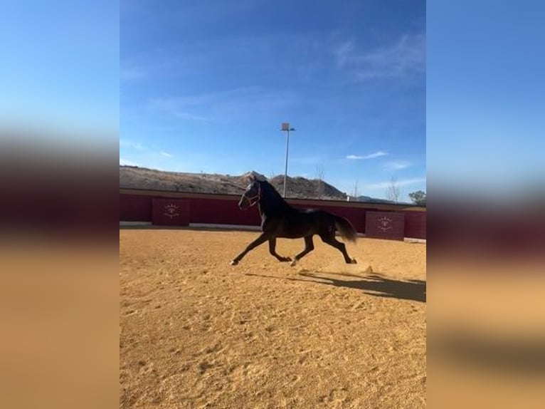 PRE Croisé Étalon 3 Ans Gris in Alicante