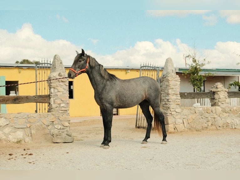 PRE Croisé Étalon 3 Ans Gris in COLEMNAR VIEJO