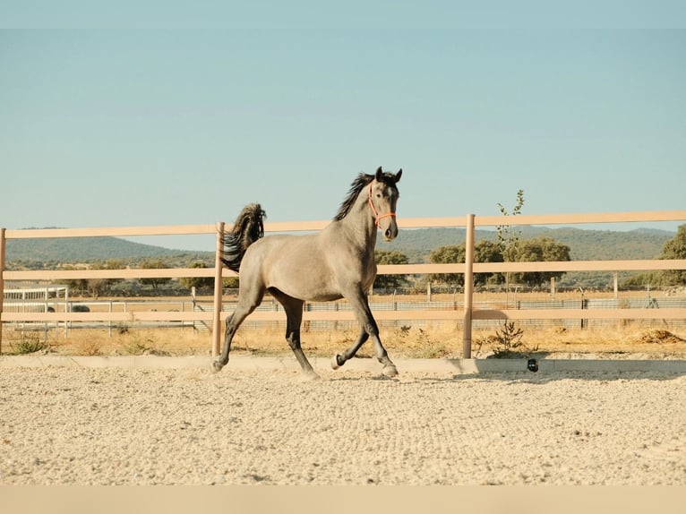 PRE Croisé Étalon 3 Ans Gris in COLMENAR VIEJO