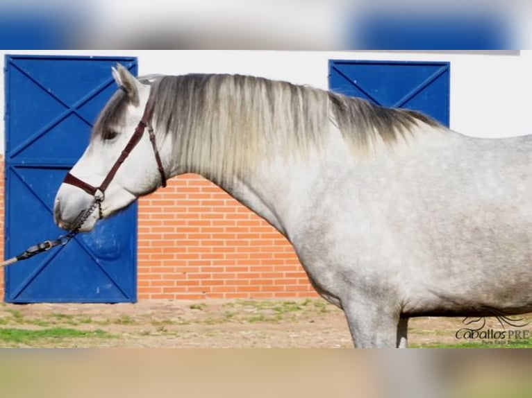 PRE Croisé Étalon 3 Ans Gris in Badajoz