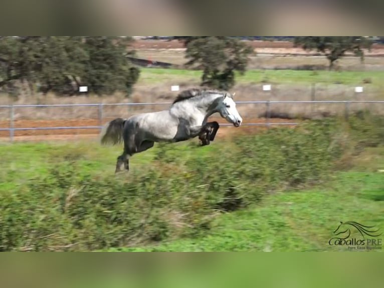 PRE Croisé Étalon 3 Ans Gris in Badajoz