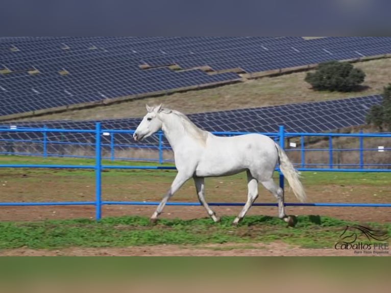 PRE Croisé Étalon 3 Ans Gris in Badajoz