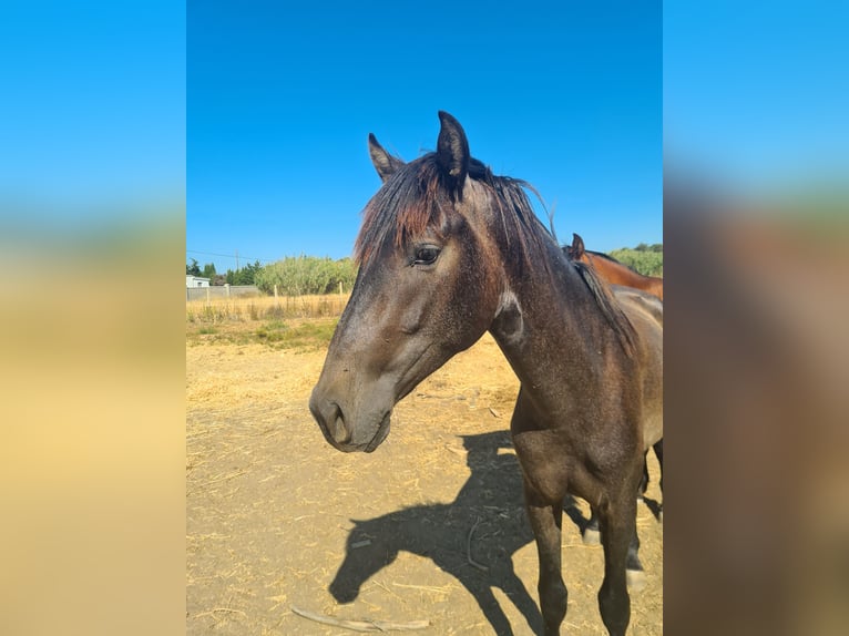 PRE Étalon 3 Ans Gris pommelé in Arcos de la Frontera