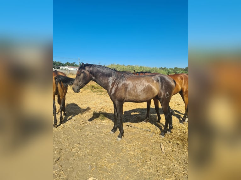 PRE Étalon 3 Ans Gris pommelé in Arcos de la Frontera