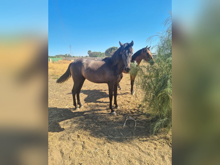 PRE Étalon 3 Ans Gris pommelé in Arcos de la Frontera