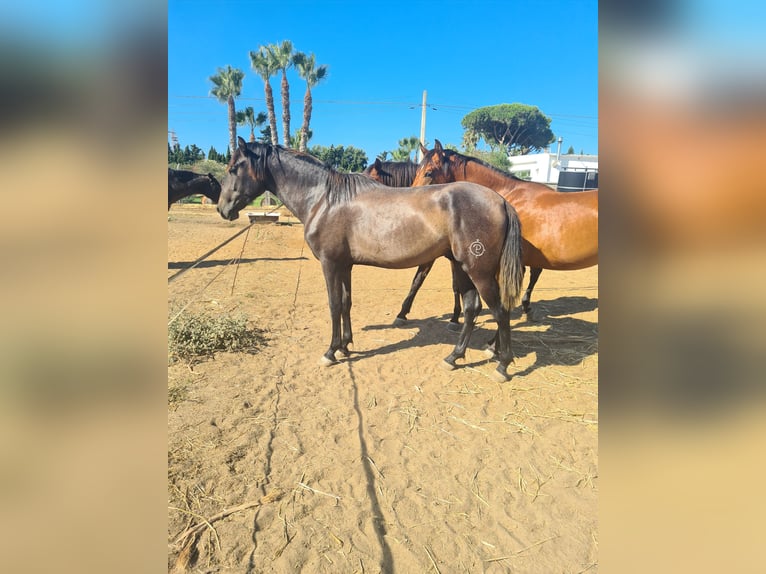 PRE Étalon 3 Ans Gris pommelé in Arcos de la Frontera