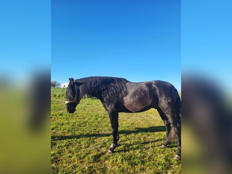 PRE Croisé Étalon 3 Ans Noir in Fuento Obejuna