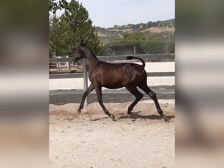 PRE Croisé Étalon 3 Ans Noir in MADRID