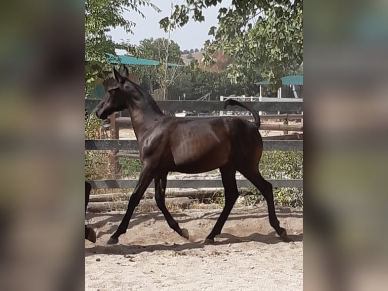 PRE Croisé Étalon 3 Ans Noir in MADRID