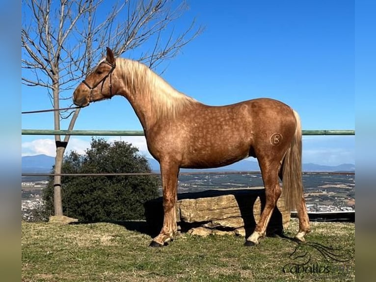 PRE Étalon 3 Ans Palomino in Girona