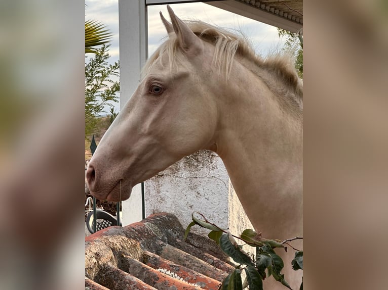 PRE Croisé Étalon 3 Ans Perlino in Extremadura