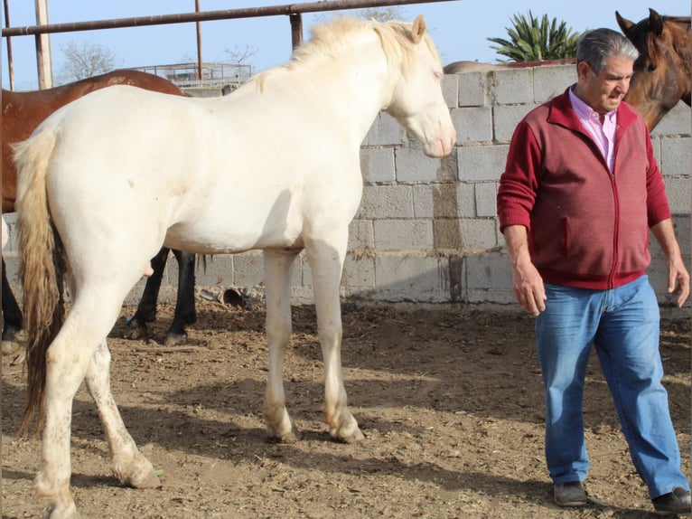 PRE Étalon 3 Ans Perlino in Alicante