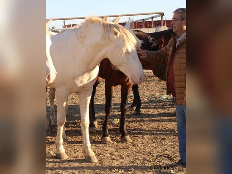 PRE Étalon 3 Ans Perlino in Alicante