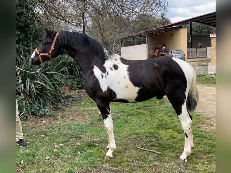 PRE Croisé Étalon 3 Ans Pinto in Avila