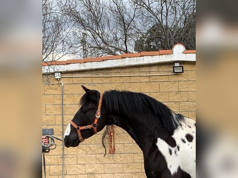 PRE Croisé Étalon 3 Ans Pinto in Avila