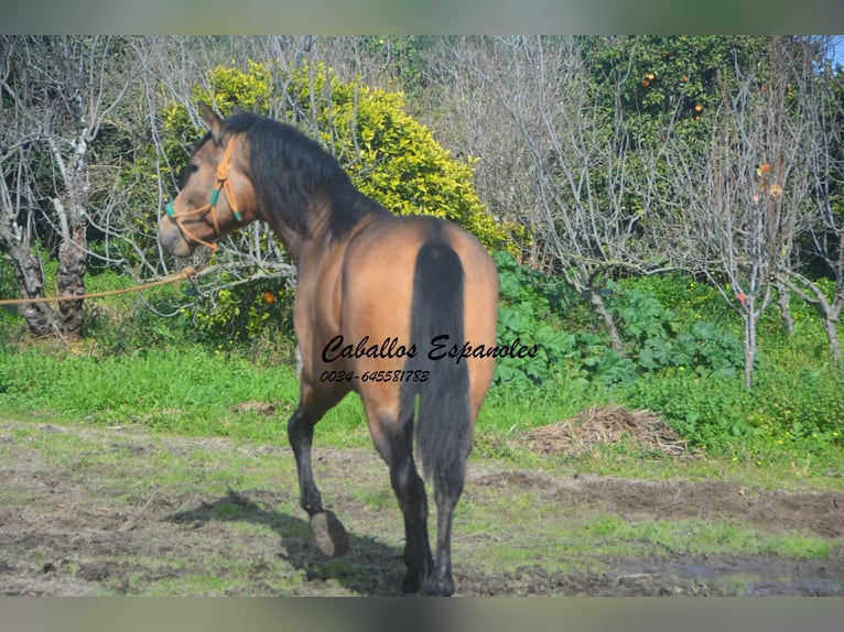 PRE Croisé Étalon 4 Ans 149 cm Buckskin in Vejer de la Frontera