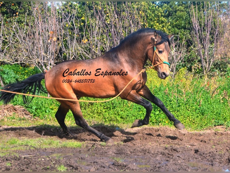 PRE Croisé Étalon 4 Ans 149 cm Buckskin in Vejer de la Frontera