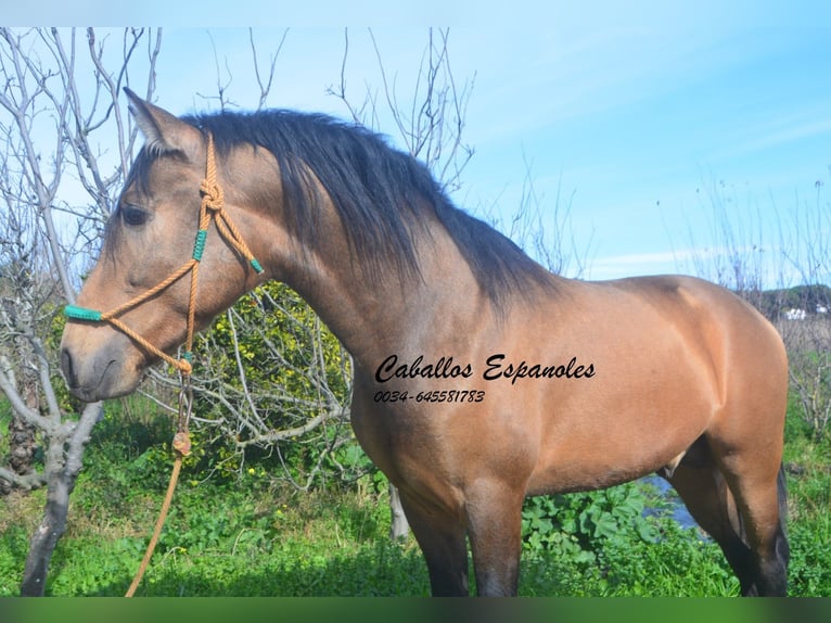 PRE Croisé Étalon 4 Ans 150 cm Buckskin in Vejer de la Frontera