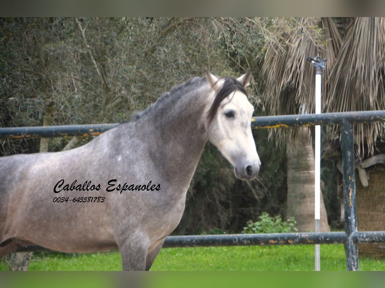 PRE Croisé Étalon 4 Ans 153 cm Gris noir in Vejer de la Frontera