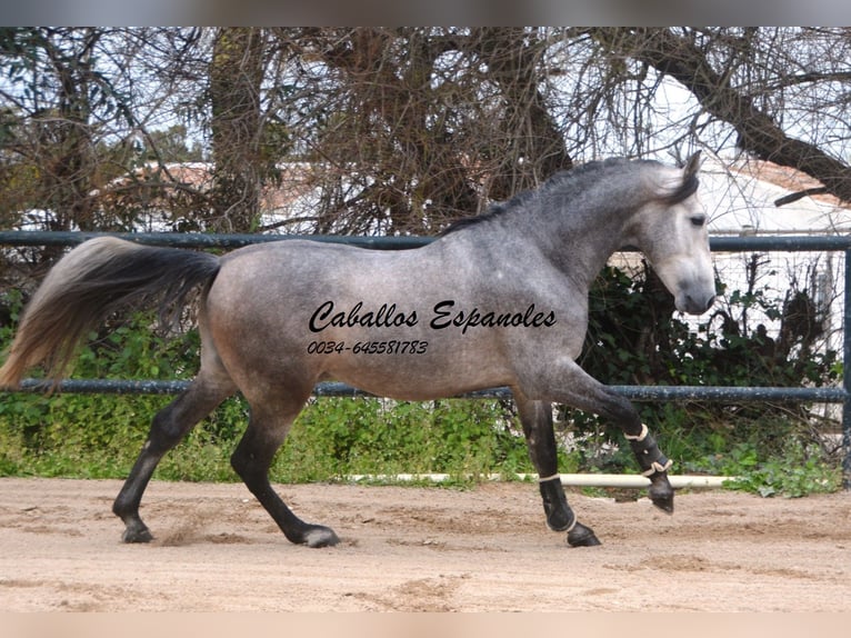 PRE Croisé Étalon 4 Ans 153 cm Gris noir in Vejer de la Frontera