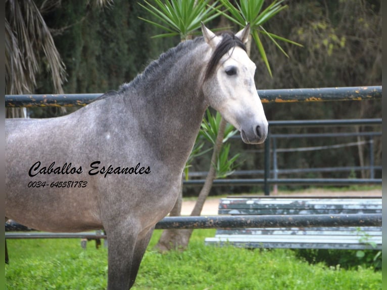 PRE Croisé Étalon 4 Ans 153 cm Gris noir in Vejer de la Frontera