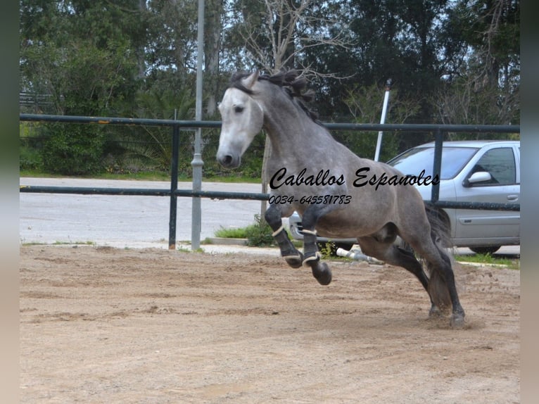 PRE Croisé Étalon 4 Ans 153 cm Gris noir in Vejer de la Frontera