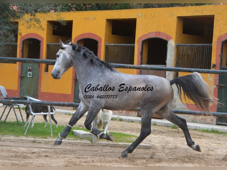 PRE Croisé Étalon 4 Ans 153 cm Gris noir in Vejer de la Frontera