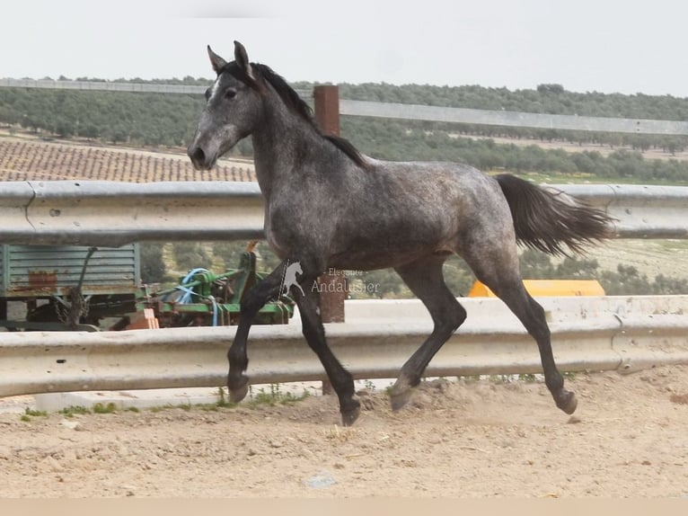 PRE Croisé Étalon 4 Ans 154 cm Gris in Provinz Cordoba