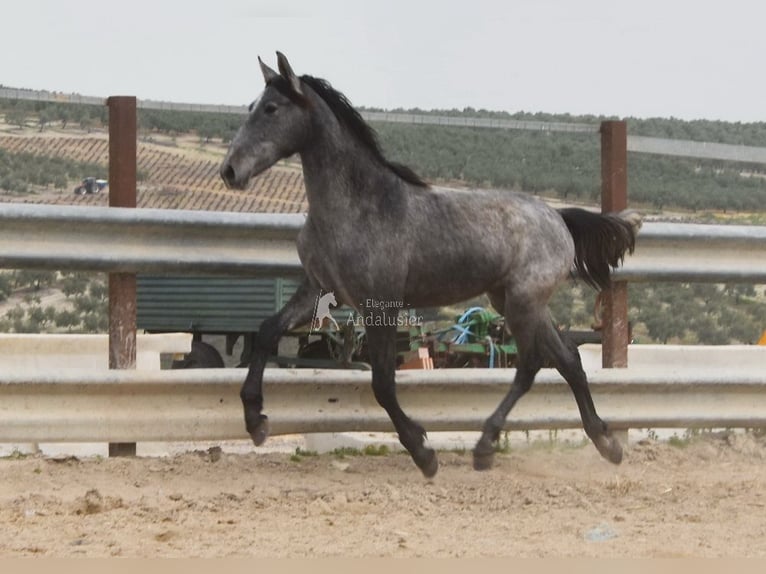 PRE Croisé Étalon 4 Ans 154 cm Gris in Provinz Cordoba