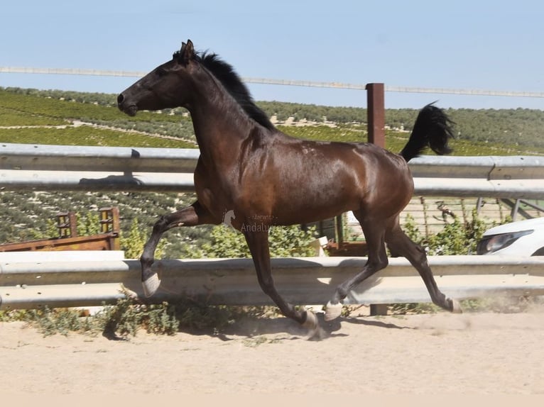 PRE Croisé Étalon 4 Ans 154 cm Noir in Provinz Cordoba