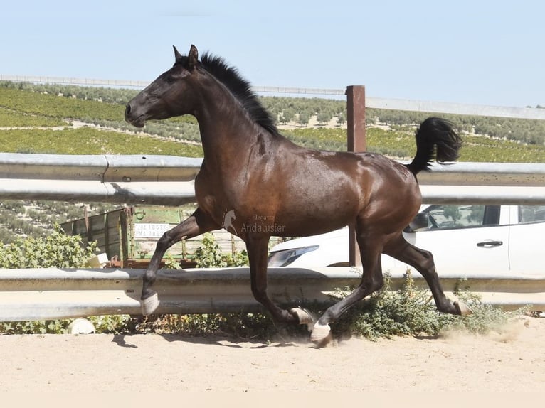PRE Croisé Étalon 4 Ans 154 cm Noir in Provinz Cordoba
