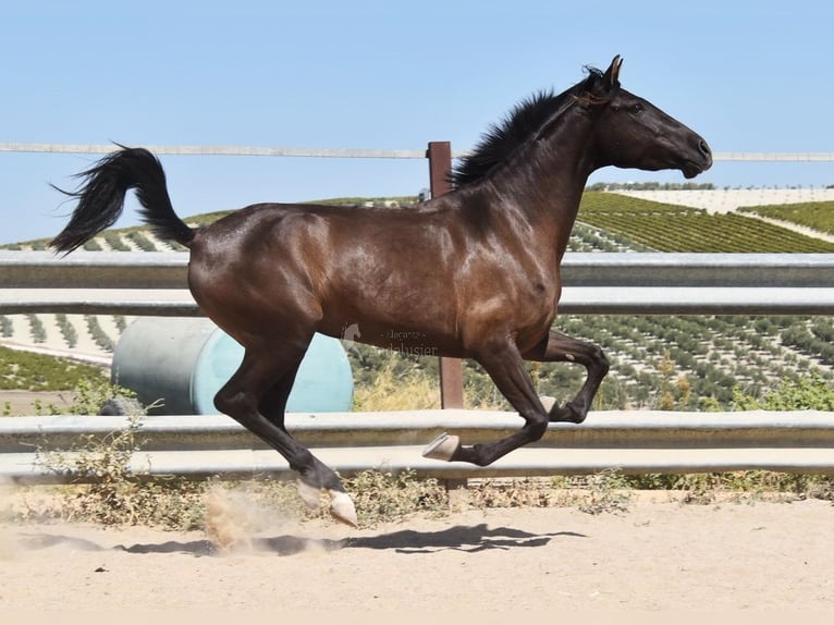 PRE Étalon 4 Ans 154 cm Noir in Provinz Cordoba