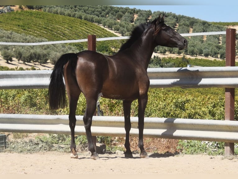 PRE Étalon 4 Ans 154 cm Noir in Provinz Cordoba