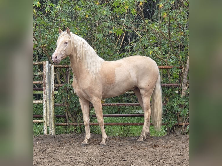 PRE Croisé Étalon 4 Ans 154 cm Palomino in Vejer de la Frontera