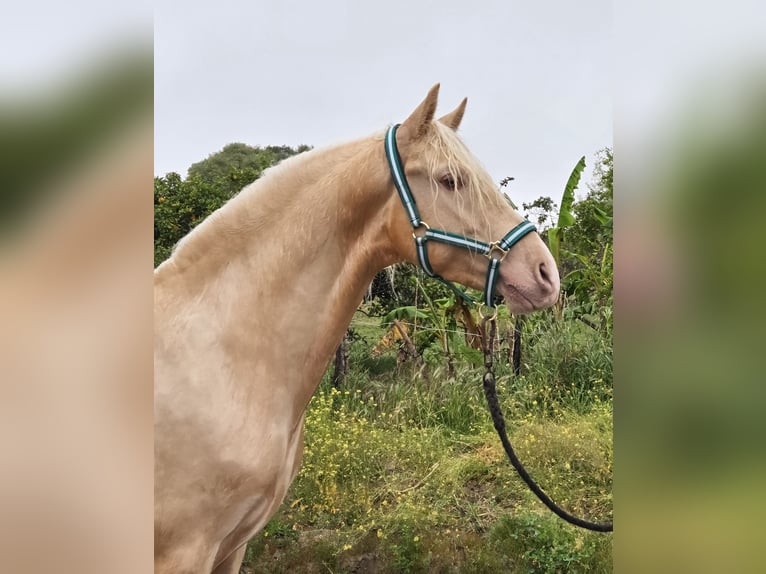 PRE Croisé Étalon 4 Ans 154 cm Palomino in Vejer de la Frontera