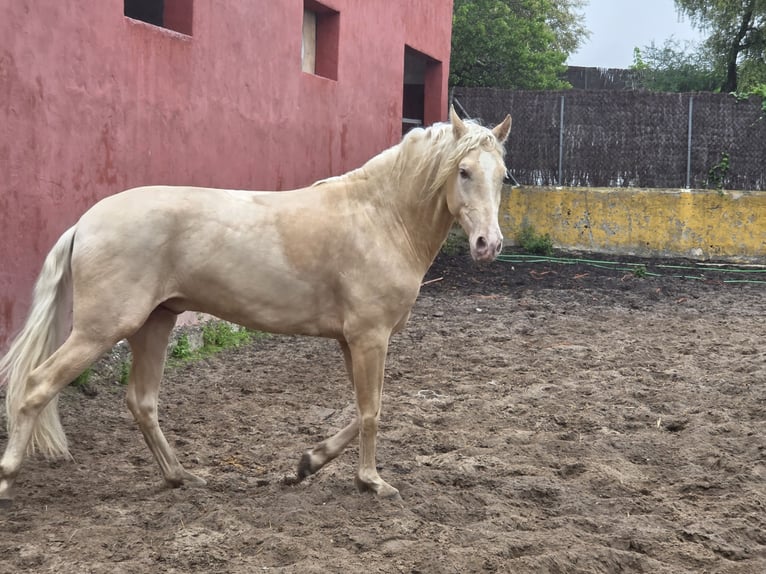 PRE Croisé Étalon 4 Ans 154 cm Palomino in Vejer de la Frontera