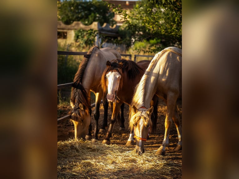 PRE Croisé Étalon 4 Ans 155 cm Buckskin in Valencia