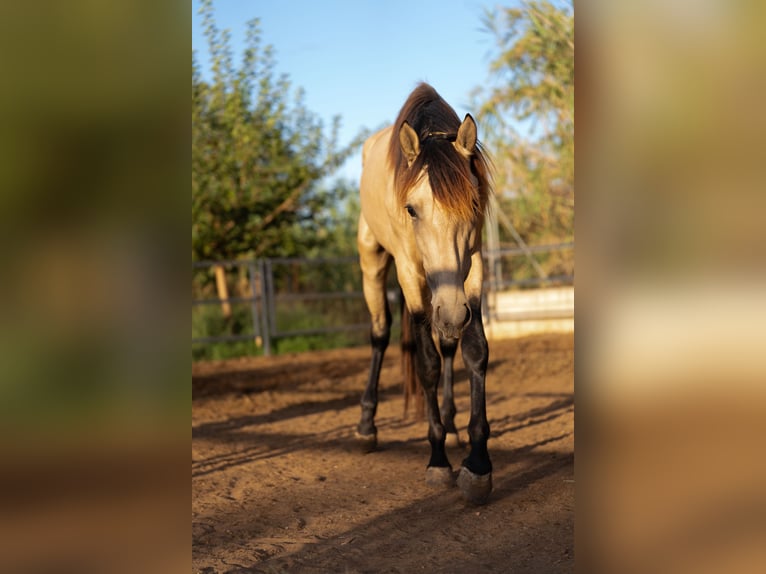 PRE Croisé Étalon 4 Ans 155 cm Buckskin in Valencia