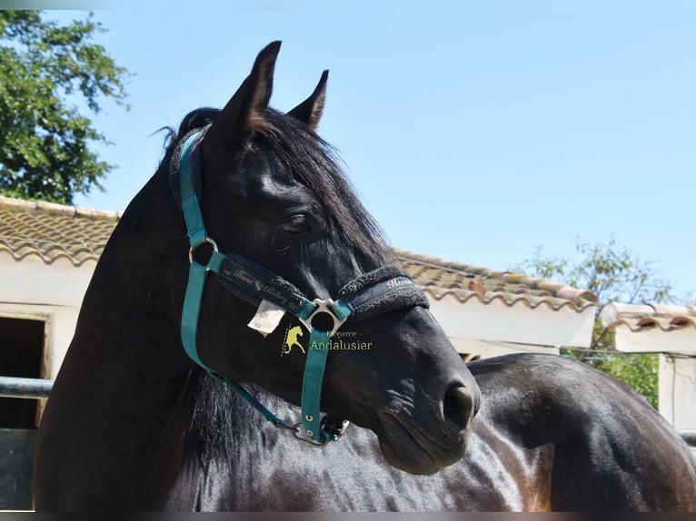 PRE Étalon 4 Ans 155 cm Noir in Provinz Malaga