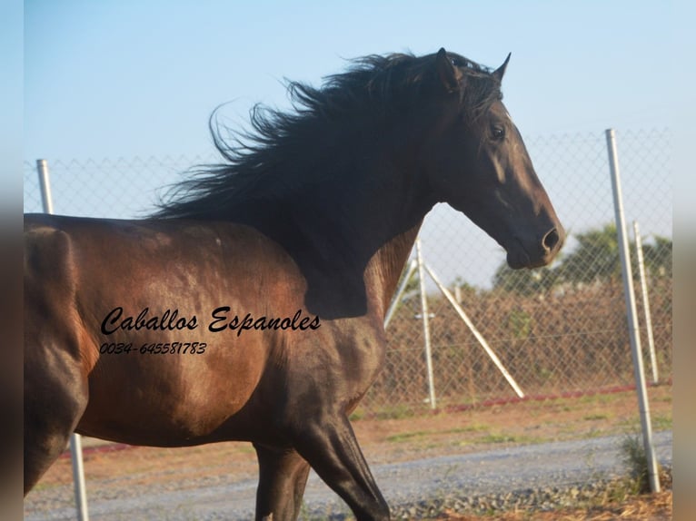 PRE Étalon 4 Ans 156 cm Bai brun in Vejer de la Frontera