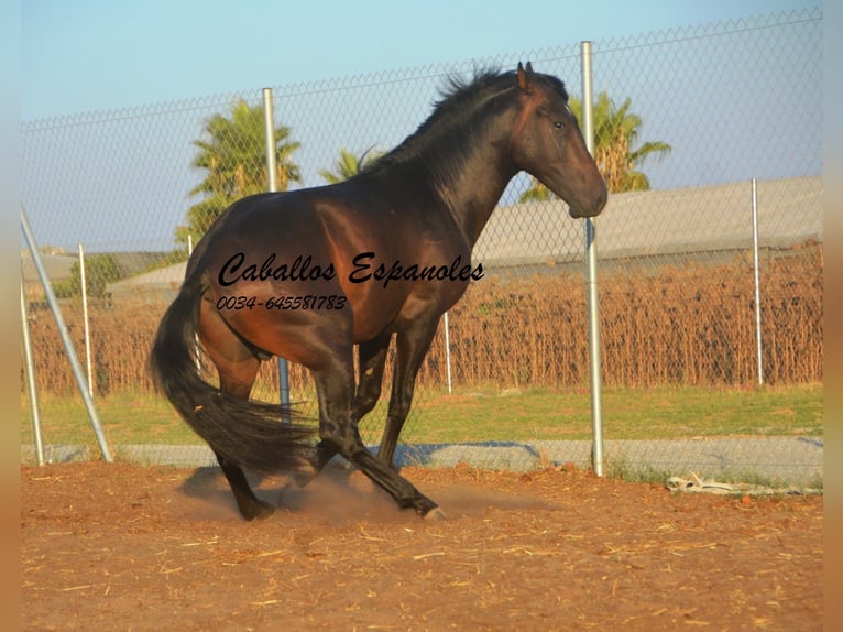 PRE Étalon 4 Ans 156 cm Bai brun in Vejer de la Frontera